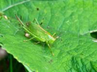 Grünes Heupferd Weibchen